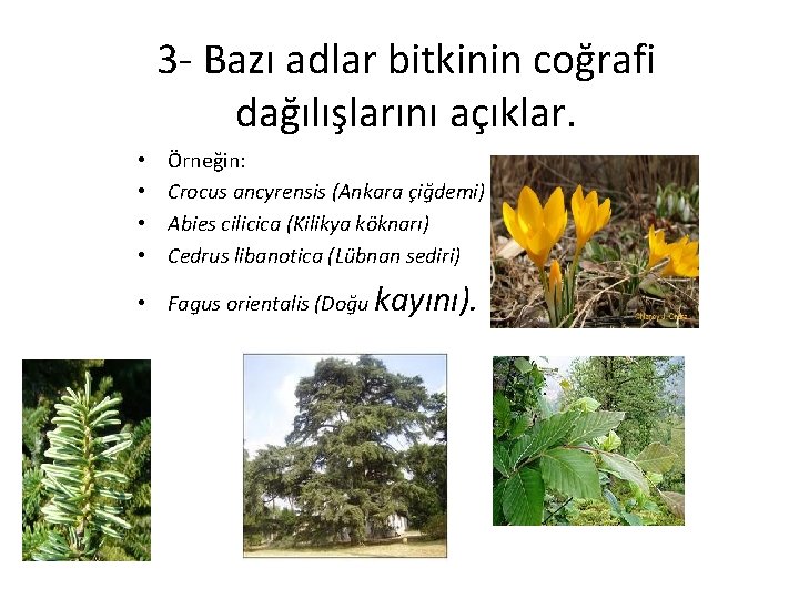 3 - Bazı adlar bitkinin coğrafi dağılışlarını açıklar. • • Örneğin: Crocus ancyrensis (Ankara