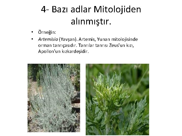 4 - Bazı adlar Mitolojiden alınmıştır. • Örneğin: • Artemisia (Yavşan). Artemis, Yunan mitolojisinde