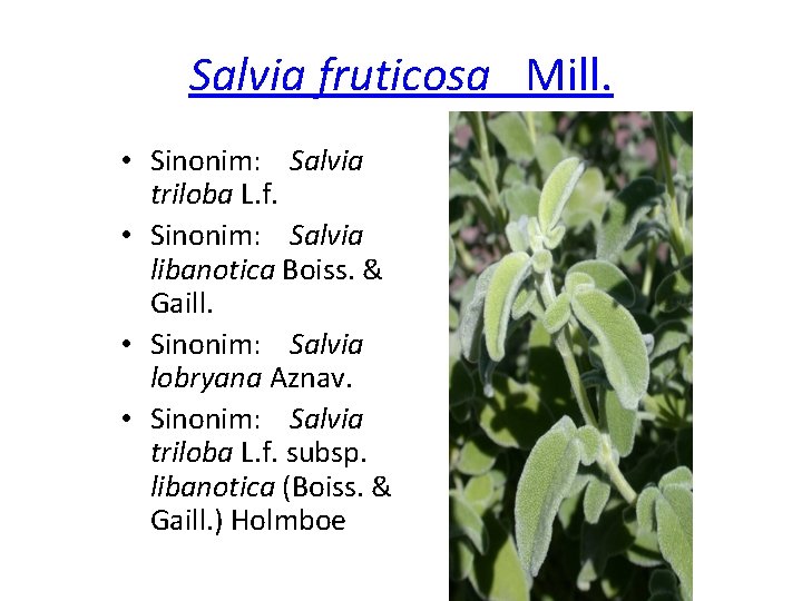 Salvia fruticosa Mill. • Sinonim: Salvia triloba L. f. • Sinonim: Salvia libanotica Boiss.