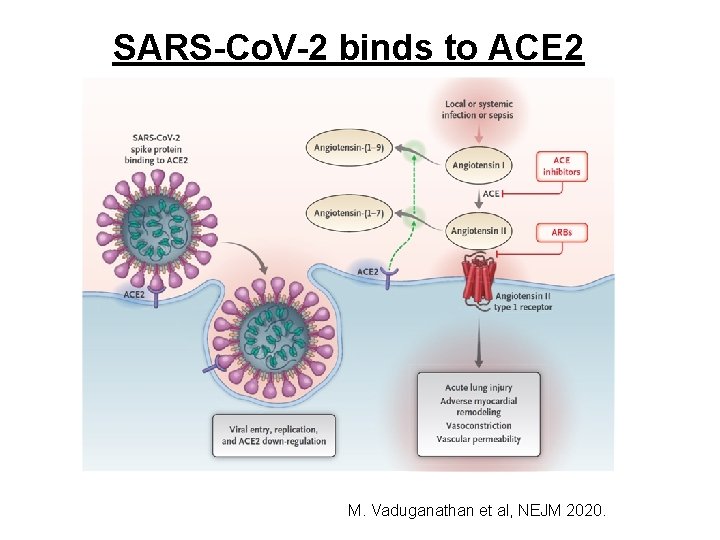 SARS-Co. V-2 binds to ACE 2 M. Vaduganathan et al, NEJM 2020. 