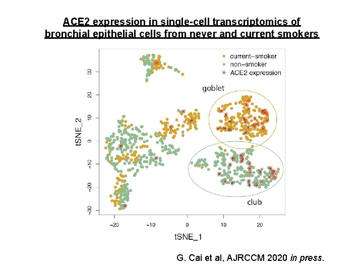 ACE 2 expression in single-cell transcriptomics of bronchial epithelial cells from never and current