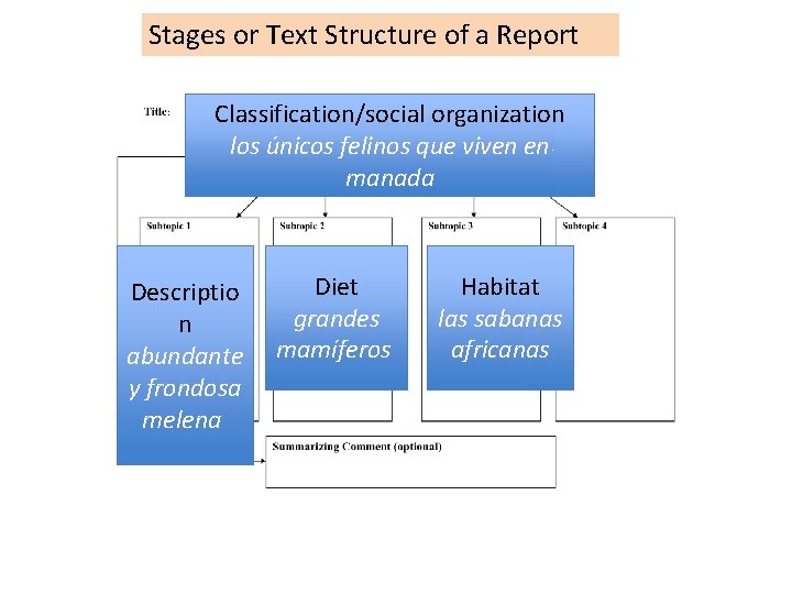 Stages or Text Structure of a Report Classification/social organization los únicos felinos que viven