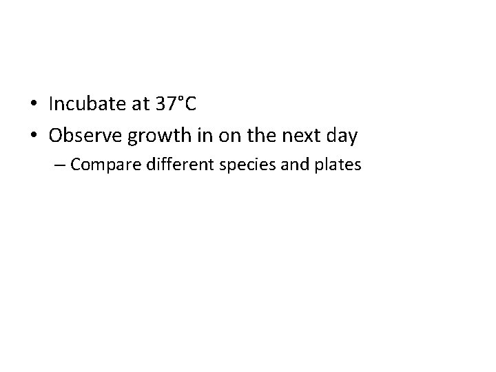 • Incubate at 37°C • Observe growth in on the next day – • Incubate at 37°C • Observe growth in on the next day –