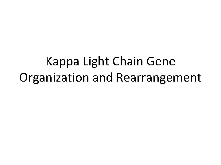 Kappa Light Chain Gene Organization and Rearrangement 