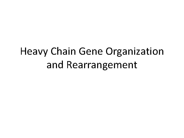 Heavy Chain Gene Organization and Rearrangement 