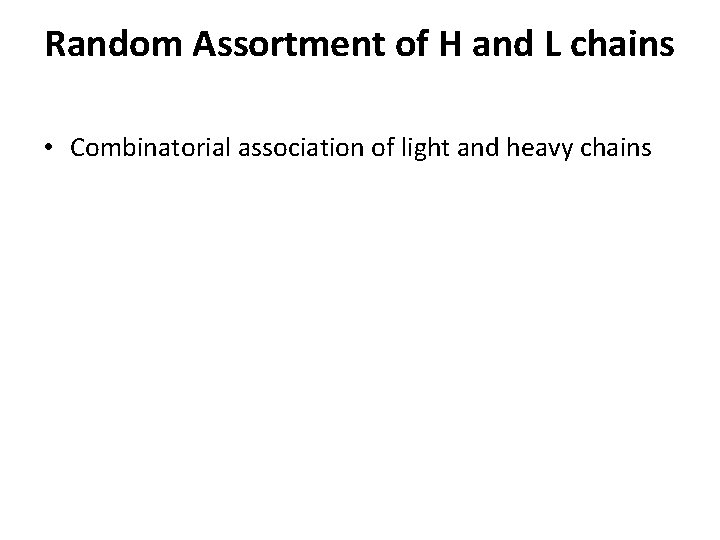 Random Assortment of H and L chains • Combinatorial association of light and heavy