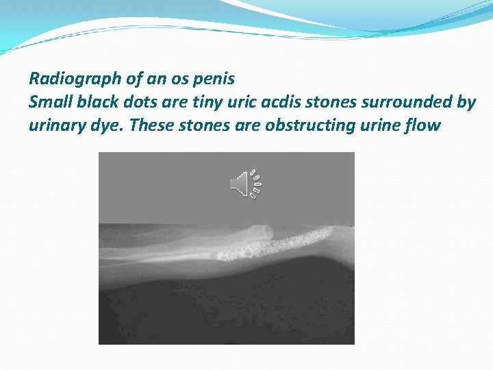 Radiograph of an os penis Small black dots are tiny uric acdis stones surrounded
