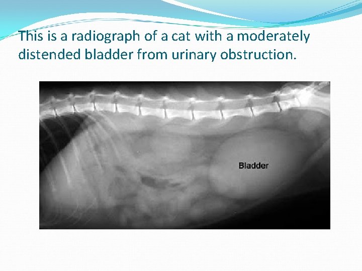 This is a radiograph of a cat with a moderately distended bladder from urinary