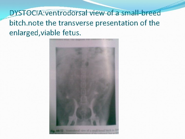 DYSTOCIA: ventrodorsal view of a small-breed bitch. note the transverse presentation of the enlarged,