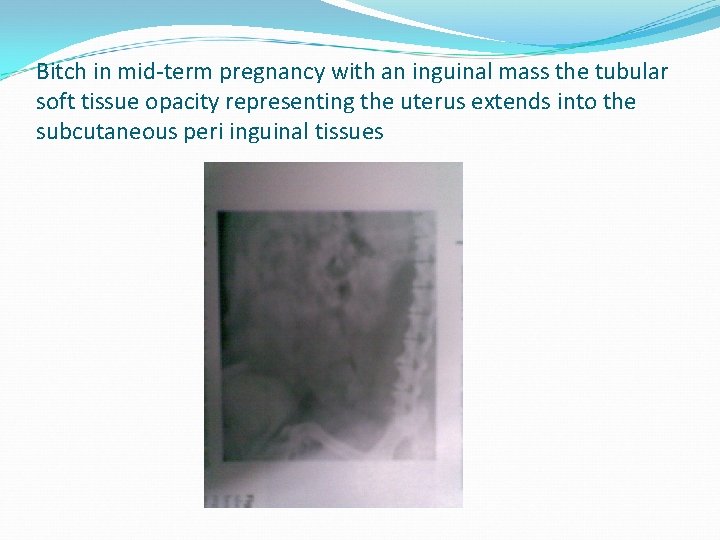 Bitch in mid-term pregnancy with an inguinal mass the tubular soft tissue opacity representing