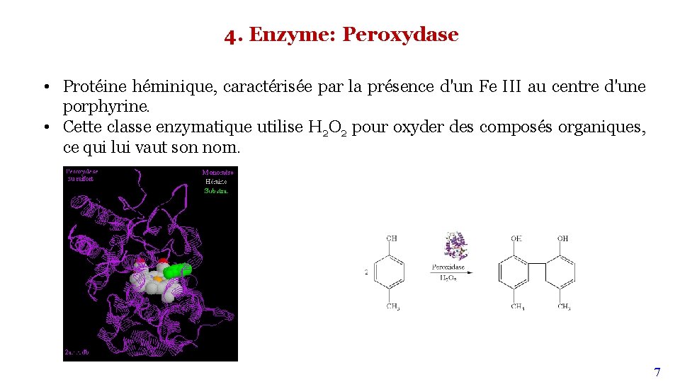 4. Enzyme: Peroxydase • Protéine héminique, caractérisée par la présence d'un Fe III au 4. Enzyme: Peroxydase • Protéine héminique, caractérisée par la présence d'un Fe III au