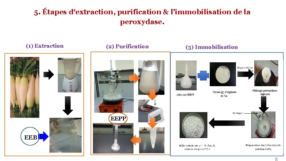 5. Étapes d‘extraction, purification & l’immobilisation de la peroxydase. (1) Extraction (2) Purification (3) 5. Étapes d‘extraction, purification & l’immobilisation de la peroxydase. (1) Extraction (2) Purification (3)