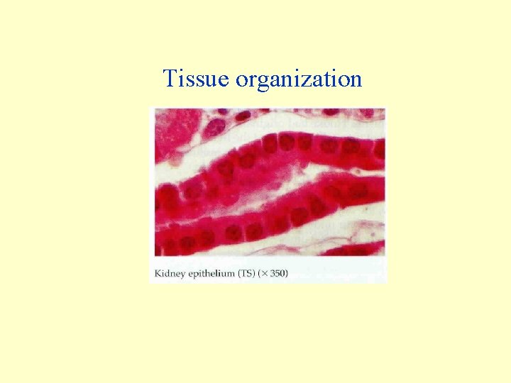 Tissue organization Tissue organization