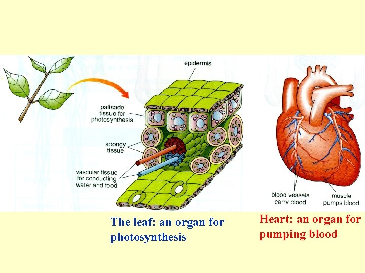 The leaf: an organ for photosynthesis Heart: an organ for pumping blood 