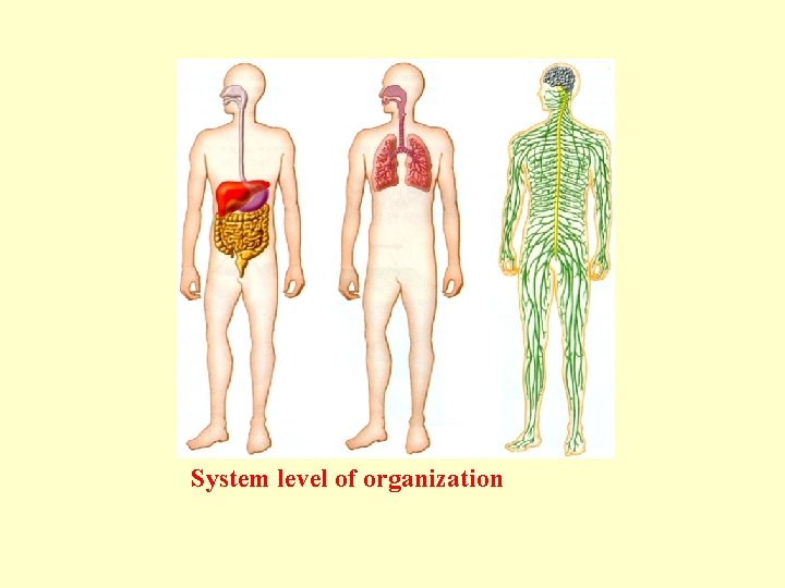 System level of organization System level of organization