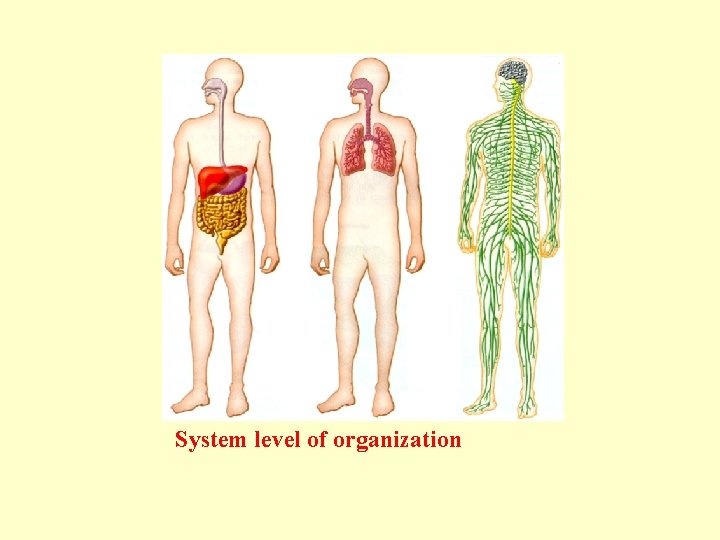 System level of organization 