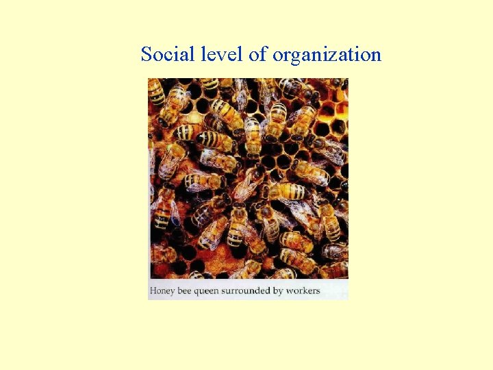 Social level of organization Social level of organization