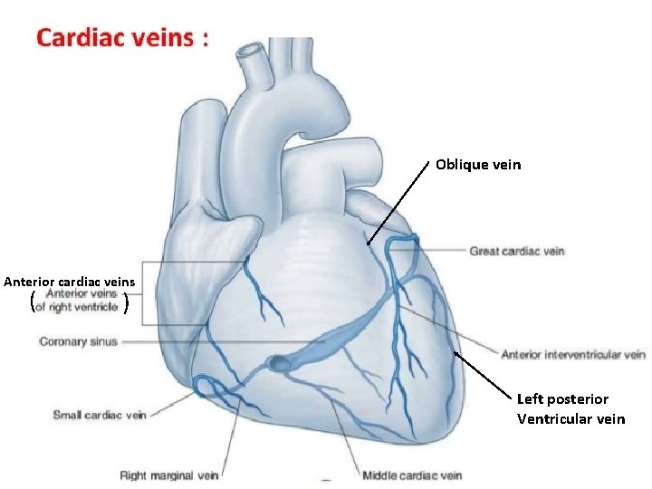 Oblique vein Anterior cardiac veins ( ) Left posterior Ventricular vein 