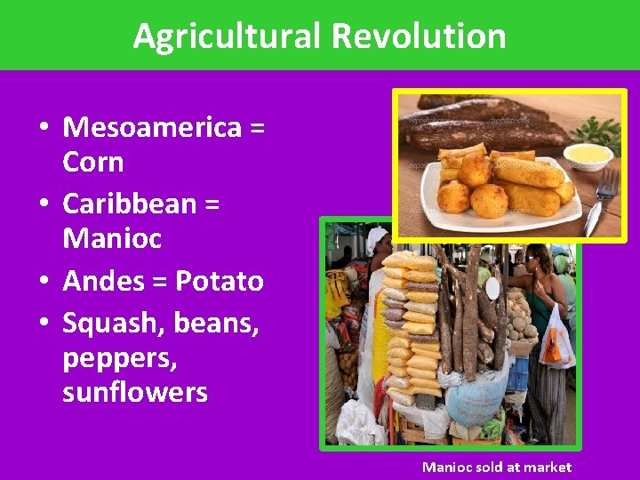 Agricultural Revolution • Mesoamerica = Corn • Caribbean = Manioc • Andes = Potato