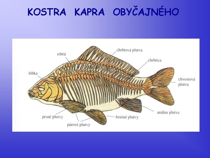 KOSTRA KAPRA OBYČAJNÉHO 