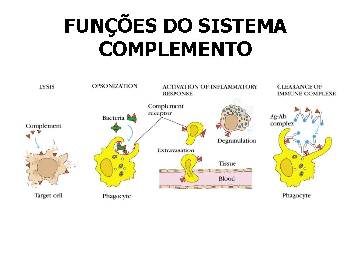 FUNÇÕES DO SISTEMA COMPLEMENTO FUNÇÕES DO SISTEMA COMPLEMENTO