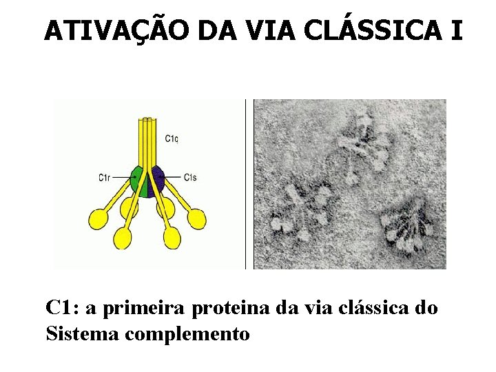 ATIVAÇÃO DA VIA CLÁSSICA I C 1: a primeira proteina da via clássica do