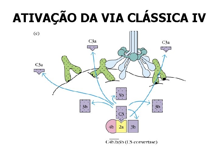 ATIVAÇÃO DA VIA CLÁSSICA IV ATIVAÇÃO DA VIA CLÁSSICA IV