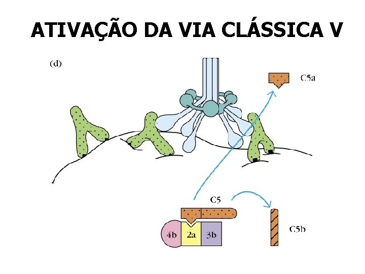 ATIVAÇÃO DA VIA CLÁSSICA V ATIVAÇÃO DA VIA CLÁSSICA V