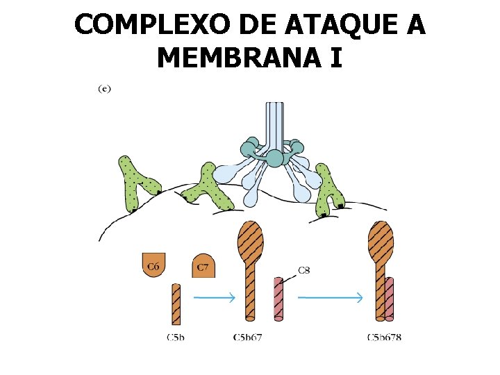 COMPLEXO DE ATAQUE A MEMBRANA I COMPLEXO DE ATAQUE A MEMBRANA I