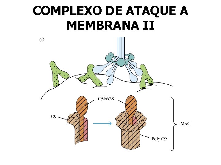 COMPLEXO DE ATAQUE A MEMBRANA II 