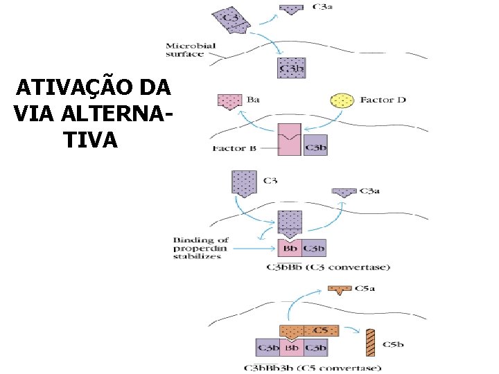 ATIVAÇÃO DA VIA ALTERNATIVA ATIVAÇÃO DA VIA ALTERNATIVA