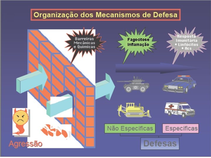 Fagocitose Inflamação Fagocitose Inflamação
