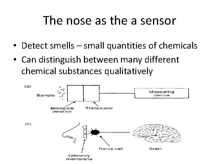 The nose as the a sensor • Detect smells – small quantities of chemicals The nose as the a sensor • Detect smells – small quantities of chemicals