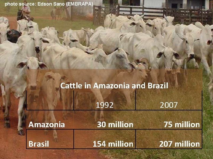 photo source: Edson Sano (EMBRAPA) Cattle in Amazonia and Brazil 1992 Amazonia Brasil 2007