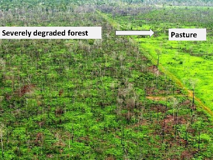 Severely degraded forest Pasture 