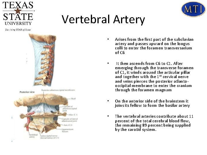 Vertebral Artery • Arises from the first part of the subclavian artery and passes Vertebral Artery • Arises from the first part of the subclavian artery and passes