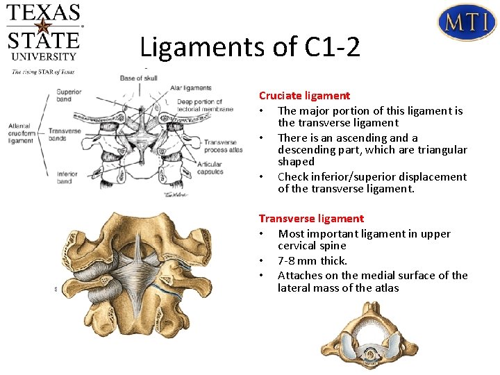 Ligaments of C 1 -2 Cruciate ligament • The major portion of this ligament