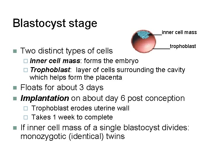 Blastocyst stage n Two distinct types of cells _____inner cell mass ______trophoblast ¨ Inner