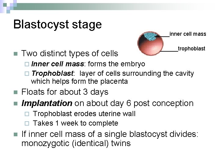 Blastocyst stage n Two distinct types of cells _____inner cell mass ______trophoblast ¨ Inner