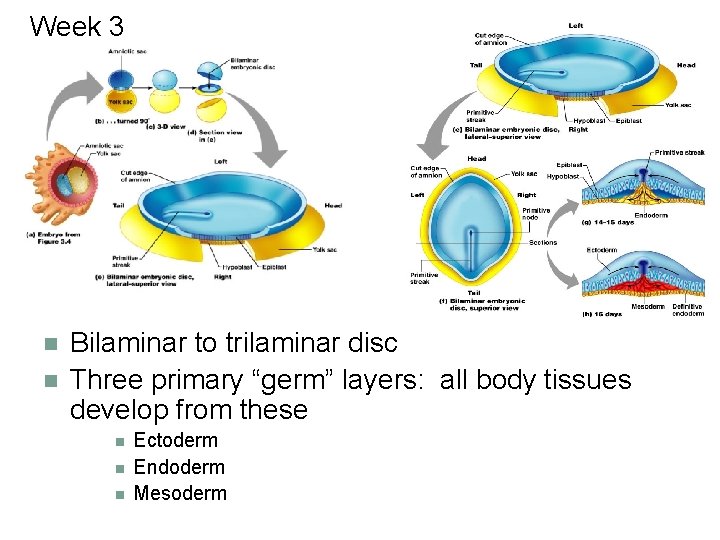 Week 3 n n Bilaminar to trilaminar disc Three primary “germ” layers: all body