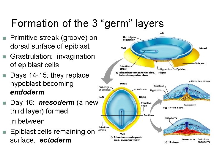 Formation of the 3 “germ” layers n n n Primitive streak (groove) on dorsal