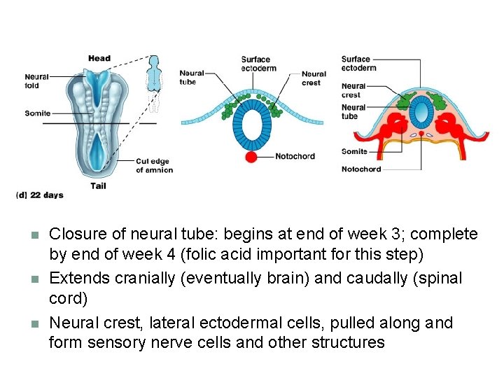 n n n Closure of neural tube: begins at end of week 3; complete