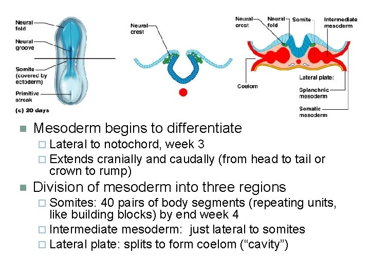 n Mesoderm begins to differentiate ¨ Lateral to notochord, week 3 ¨ Extends cranially