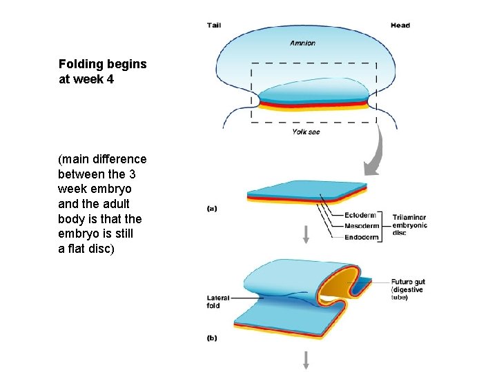 Folding begins at week 4 (main difference between the 3 week embryo and the