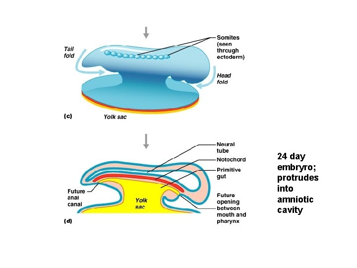 24 day embryro; protrudes into amniotic cavity 