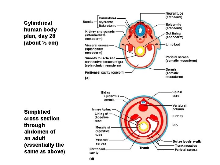 Cylindrical human body plan, day 28 (about ½ cm) Simplified cross section through abdomen