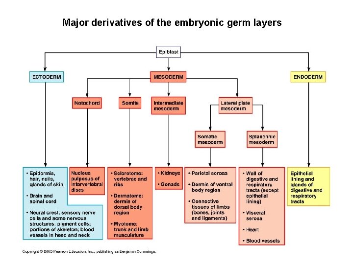 Major derivatives of the embryonic germ layers 