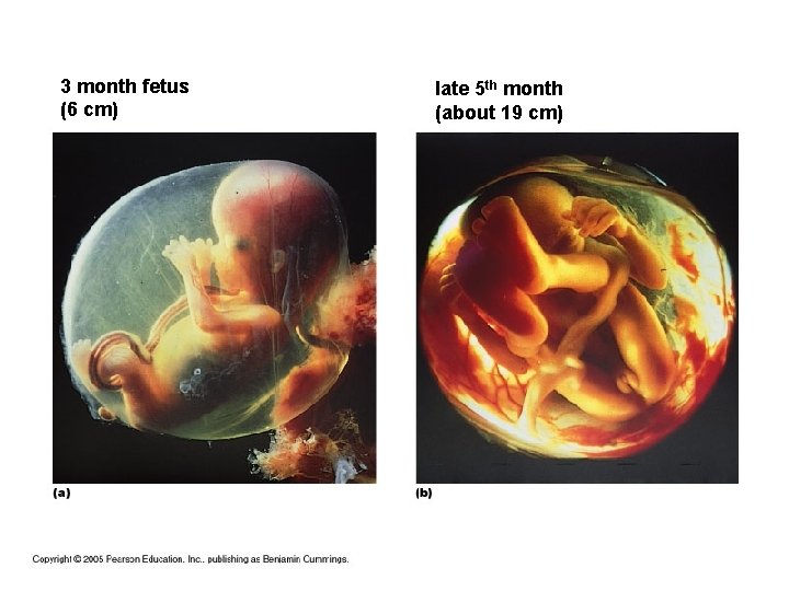 3 month fetus (6 cm) month 3 late 5 th month (about 19 cm)