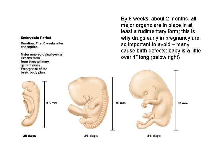 By 8 weeks, about 2 months, all major organs are in place in at