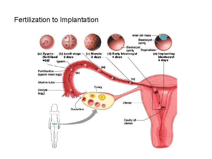 Fertilization to Implantation 